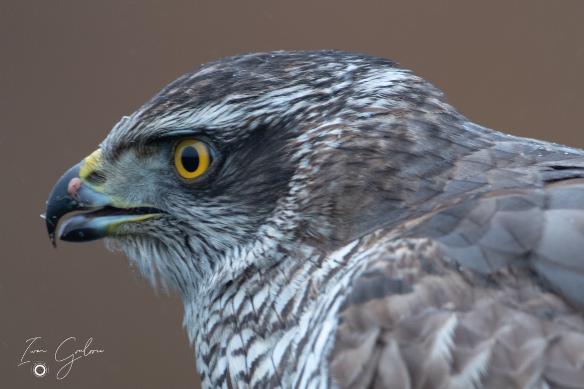 1DX45967 12 december 2021 1216 34